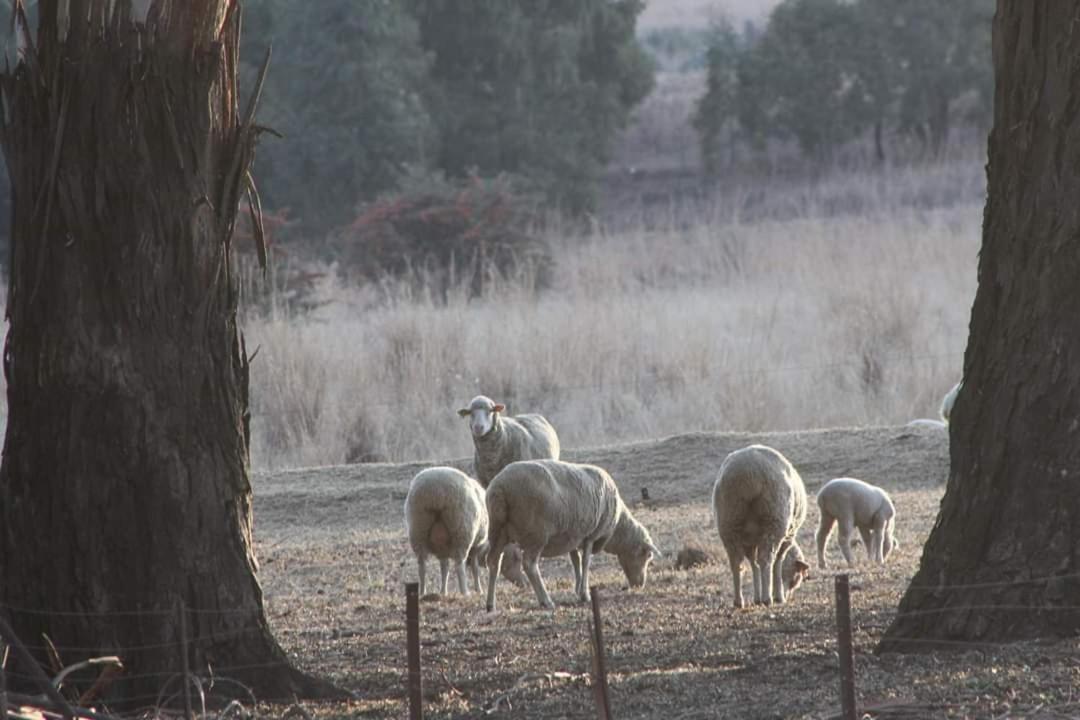Wakkerstroom 福瑞伦霍夫农场旅馆旅馆 外观 照片